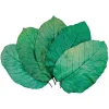 Naturosphère Feuilles De Sal Colorées Vertes – 13 à 17 Cm – Lot De 20. économies garanties 10