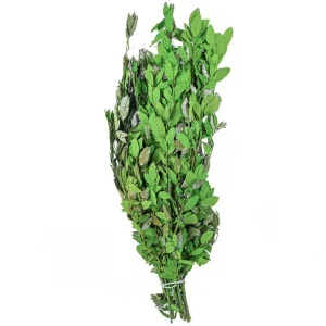 Naturosphère Quercus Ilex Vert Stabilisé – 90 Cm. Retour gratuit en magasin. 9